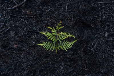 绿色的蕨类植物在地面上
